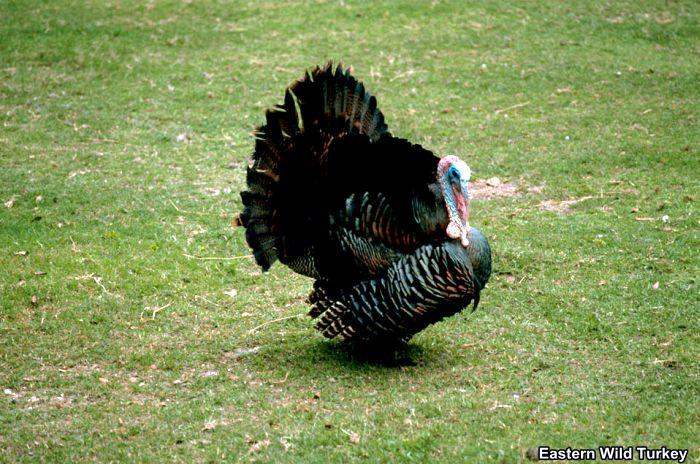 Eastern Wild Turkey