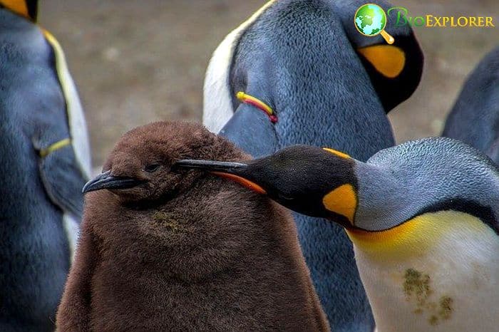  Emperor Penguin