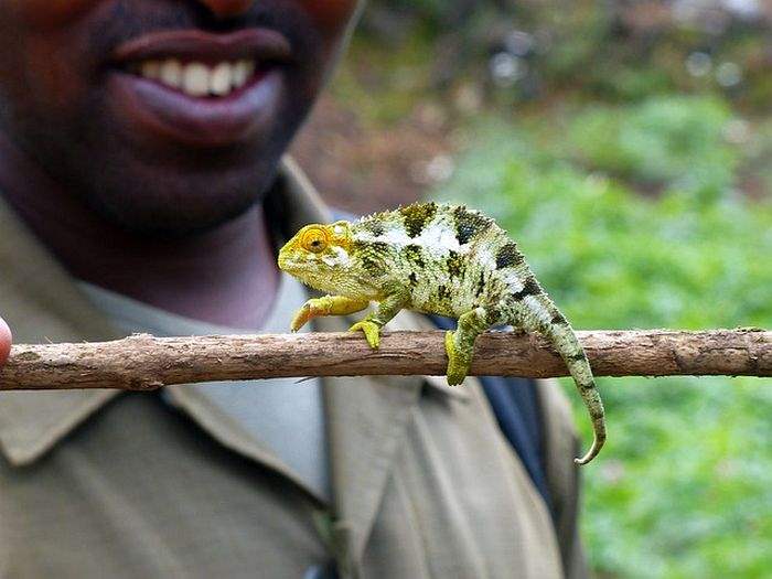 How Often Do Chameleons Eat