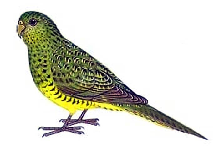 Night parrot