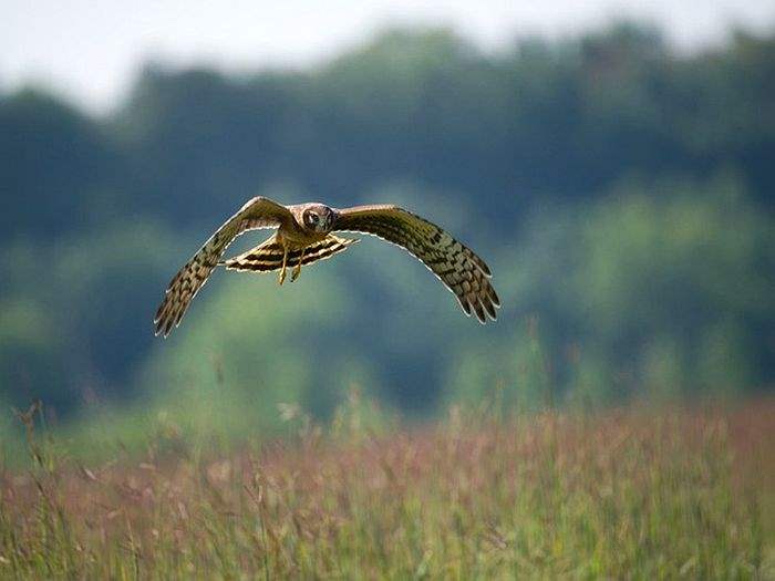 Northern Harrier