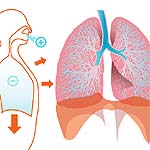 respiratory system fun fact inhale-exhale cycle