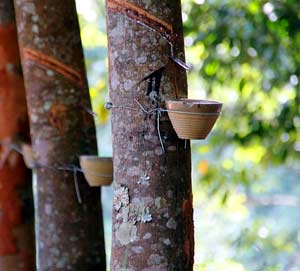 Rubber Tree