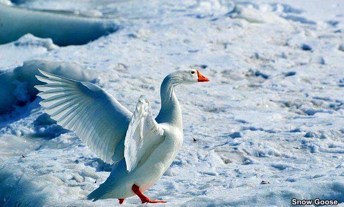 Snow Goose