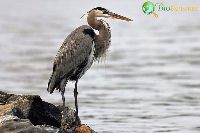 Great Blue Heron (Bird of Massachusetts)