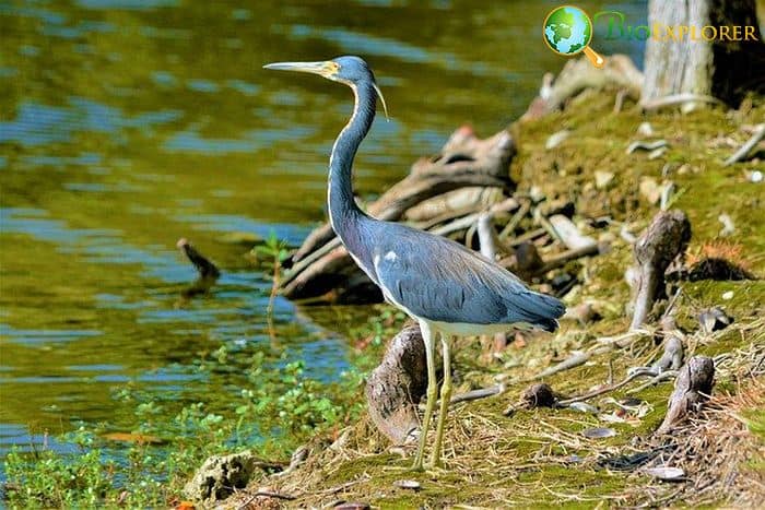 Great Blue Heron