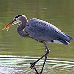 Great Blue Heron In Massachusetts