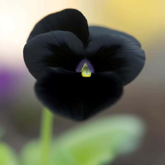 Black Viola