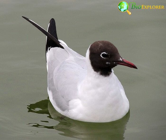 Bonaparte's Gull (Bird Of Oregon)