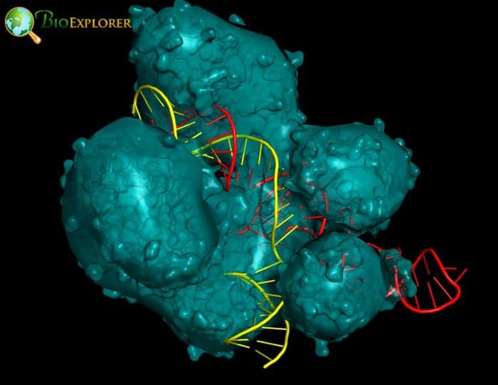 CRISPR Cas System