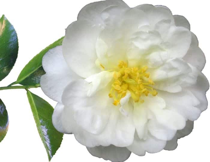 Camellia