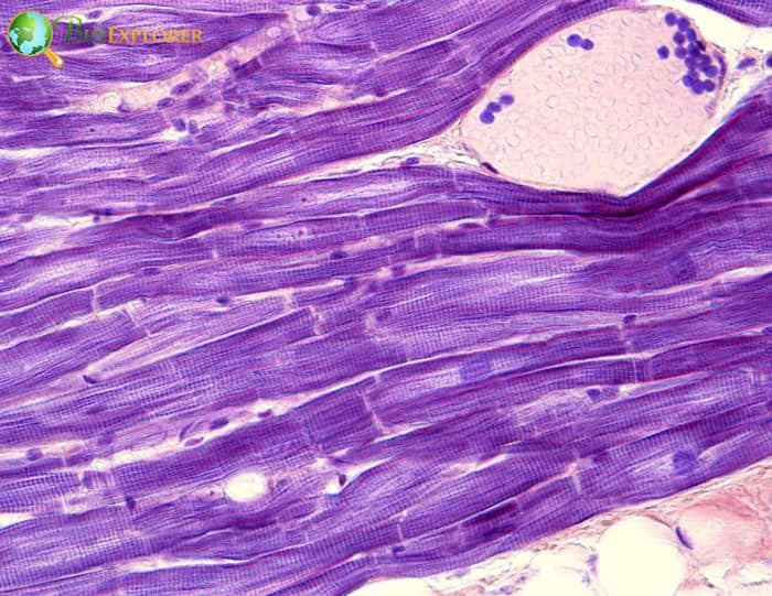 Cardiac Muscle Cells