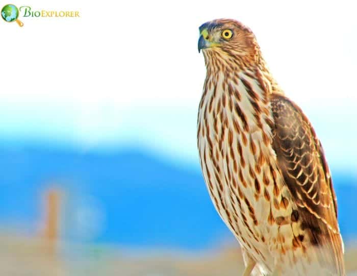 Coopers Hawk