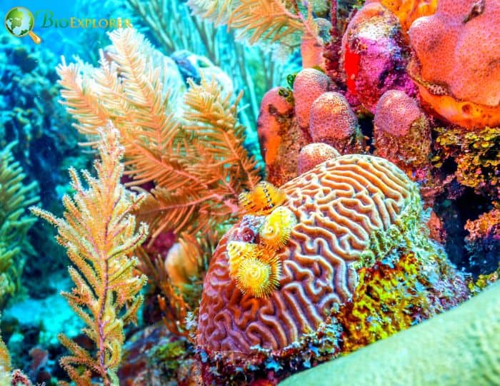 Coral Reefs