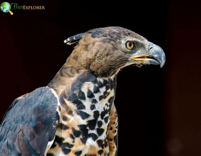 Crowned Hawk Eagle