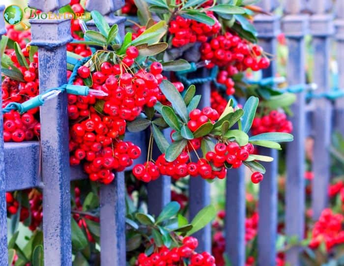 Evergreen Winterberry (Ilex Verticillata)