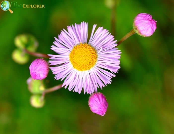 Fleabane