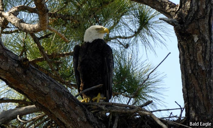 Florida Bald Eagle