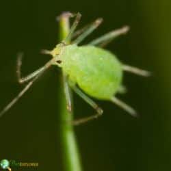 Hemiptera