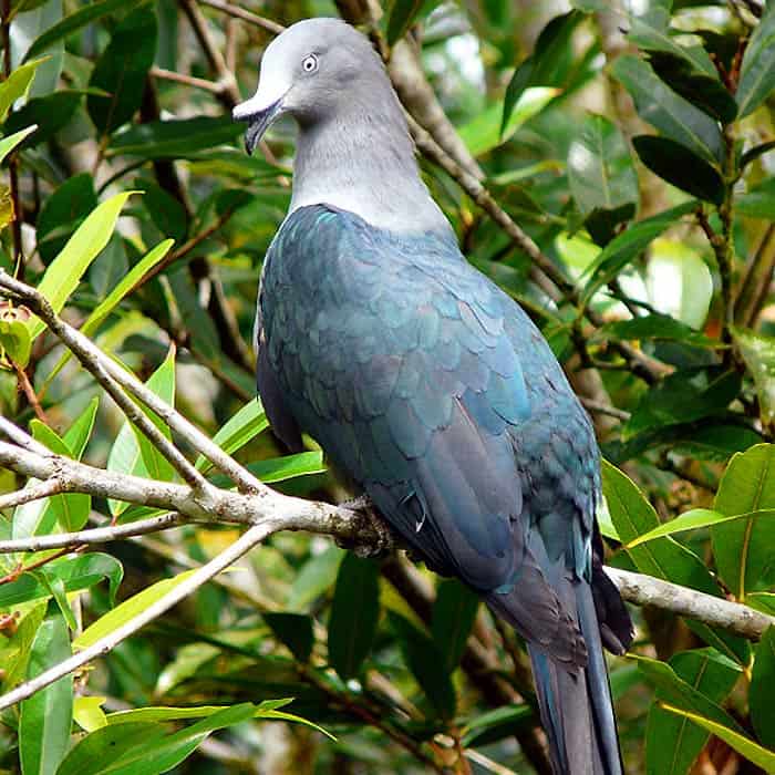 Marquesan Imperial Pigeon