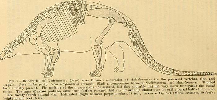 Nodosaurus