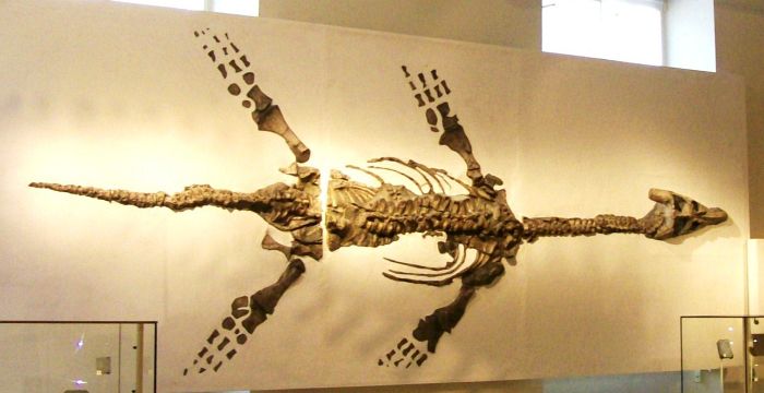 Plesiosaur Skeleton Alberta