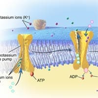 Potassium sodium ions