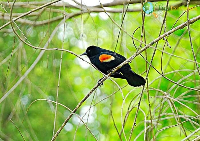 Red-winged Blackbird