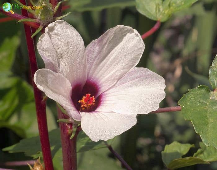 Roselle (Hibiscus Sabdariffa)