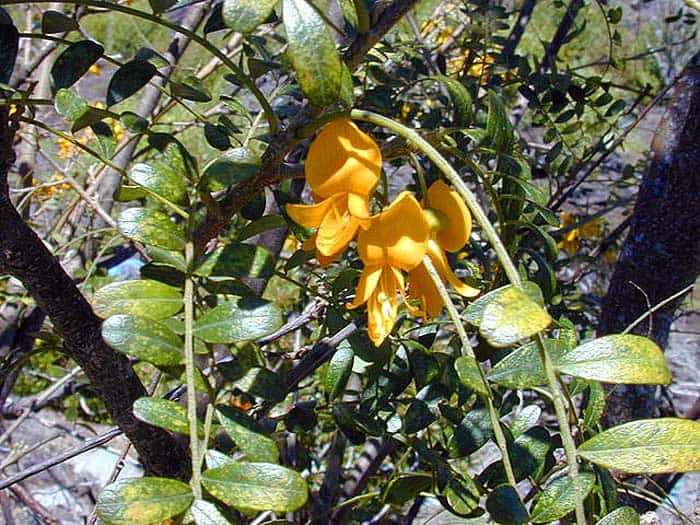 Sophora chrysophylla