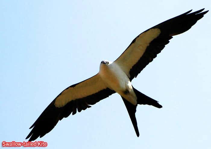 Swallow-tailed Kite (Elanoides forficatus)