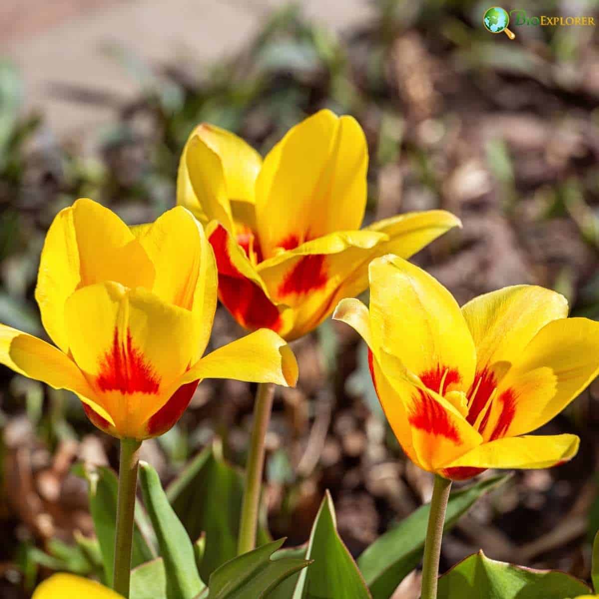 Tulipa Kaufmanniana