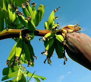 Banana Tree