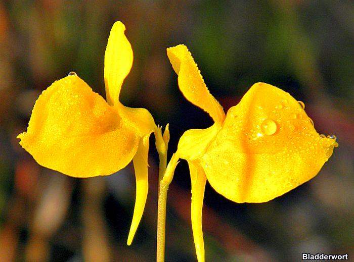 Bladderwort