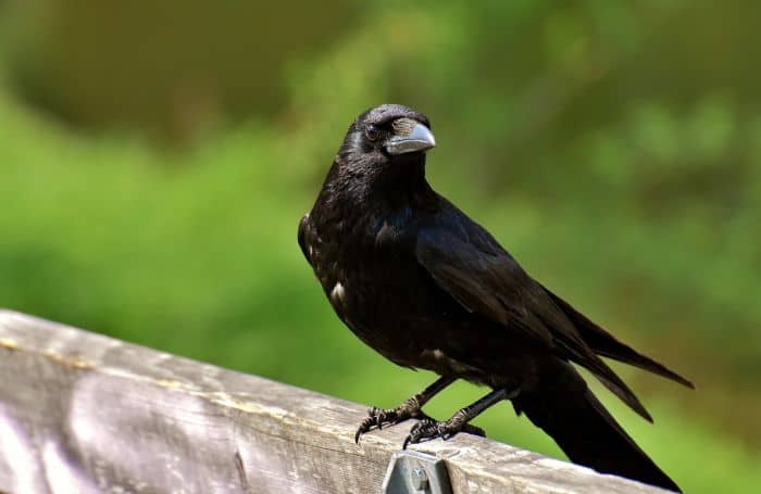 Is it a raven or carrion crow?