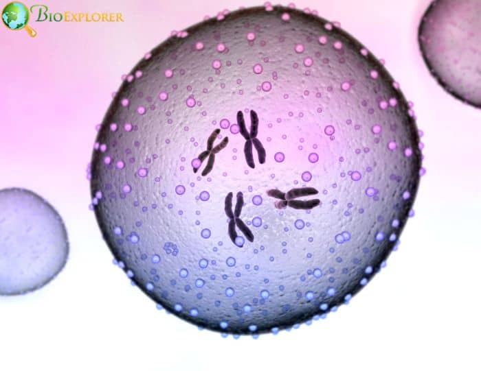 Chromatin Nucleus