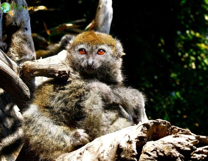 Eastern Lesser Bamboo Lemur Fun Facts