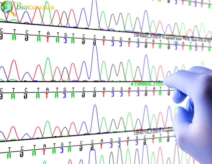 Genomic DNA