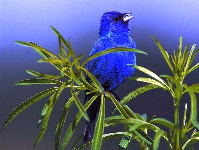 Indigo Bunting