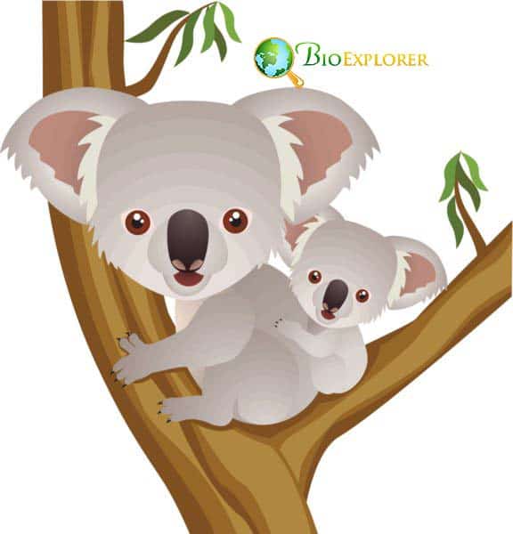 Koalas