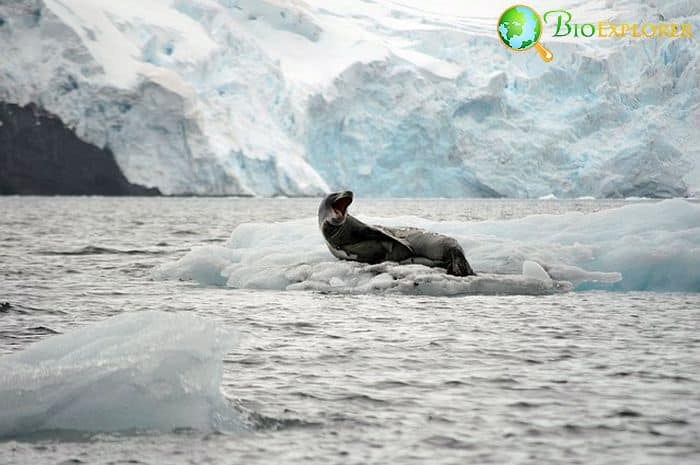 Leopard Seal