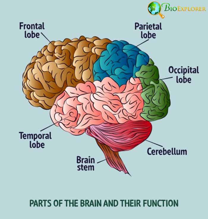 Male and Female Brain Structure