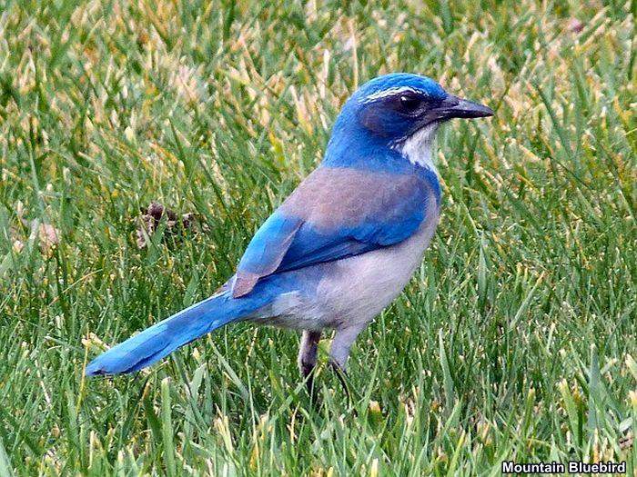 Mountain Bluebird