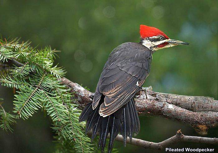 Pileated Woodpecker