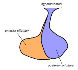 Pituitary Gland