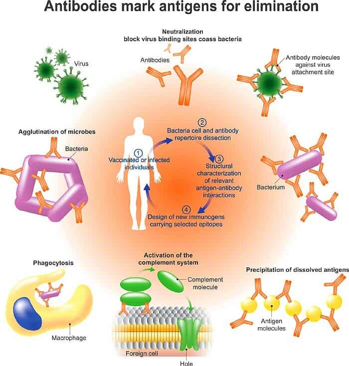 Plasma Antibodies