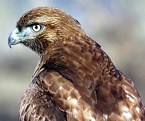 Red-tailed Hawk