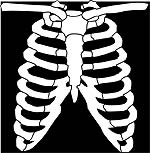 respiratory system fun fact diaphragm