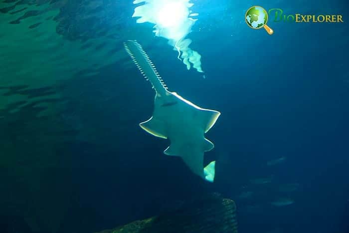 Sawfish In Florida