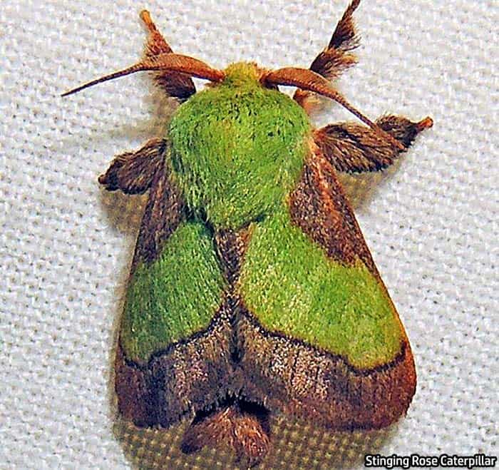 stinging rose caterpillar wiki